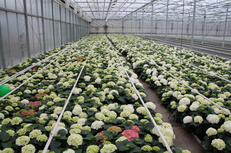 pepiniere-LA GAUDE-min_nursery-hydrangea-white-flowers-greenhouse-flower-1609210-pxhere.com